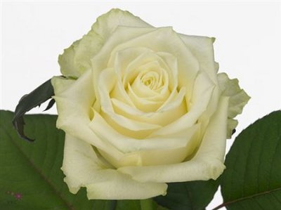 Rosa Gr White Naomi A2 Porta