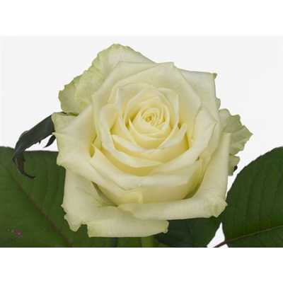 Rosa Gr White Naomi A2 Porta