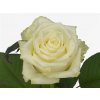 Rosa Gr White Naomi Porta U