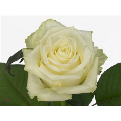 Rosa Gr White Naomi Porta U