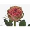 Rosa Gr Wild Look