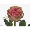 Rosa Gr Wild Look