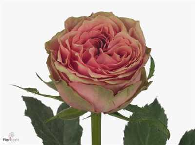 Rosa Gr Wild Look