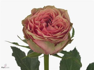 Rosa Gr Wild Look
