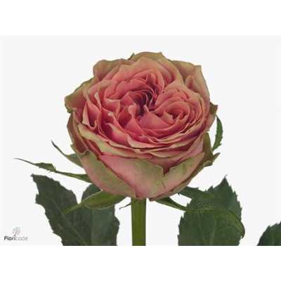 Rosa Gr Wild Look