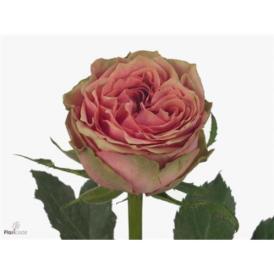 Rosa Gr Wild Look