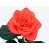 Rosa Gr Wow