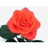 Rosa Gr Wow
