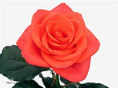 Rosa Gr Wow