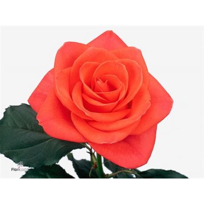 Rosa Gr Wow