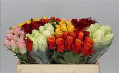 Rosa Mix Africa On 10