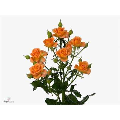 Rosa Tr 4 Good Peach