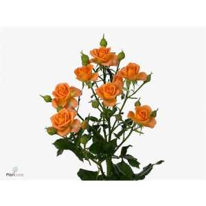 Rosa Tr 4-good Peach