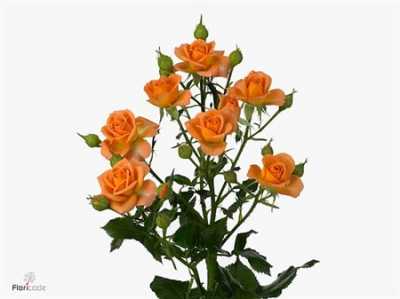 Rosa Tr 4-good Peach
