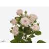 Rosa Tr Aerobic