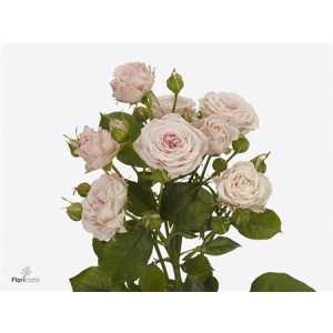 Rosa Tr Aerobic