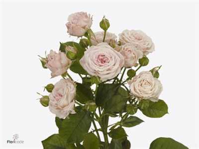 Rosa Tr Aerobic