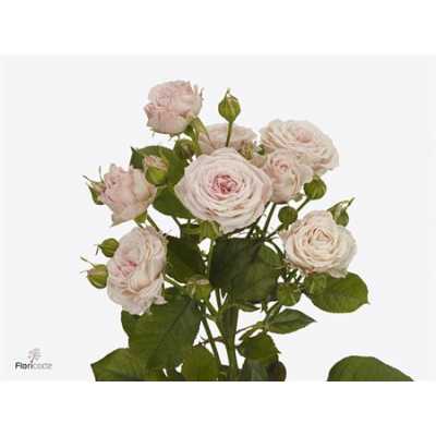 Rosa Tr Aerobic