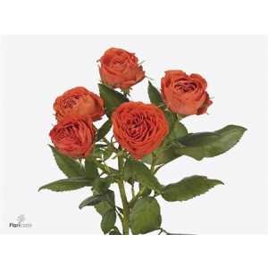 Rosa Tr Amata