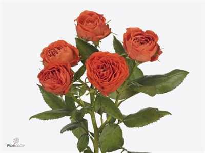 Rosa Tr Amata