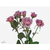 Rosa Tr Amazing Lady