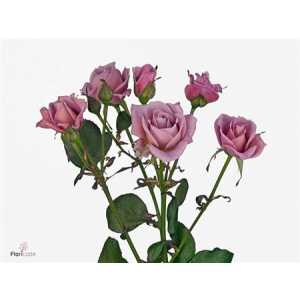 Rosa Tr Amazing Lady