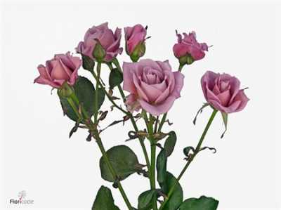 Rosa Tr Amazing Lady