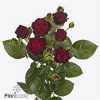 Rosa Tr Angelique