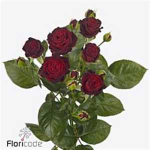 Rosa Tr Angelique