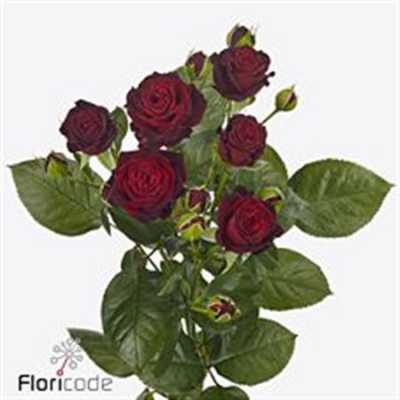 Rosa Tr Angelique