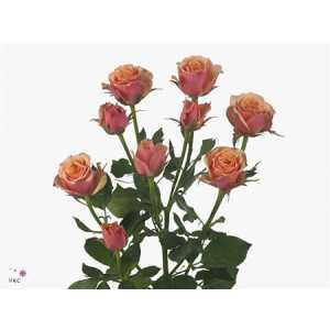 Rosa Tr Antigua