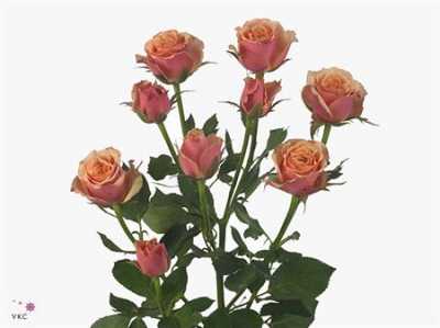 Rosa Tr Antigua