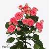 Rosa Tr Apricio New!!