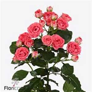 Rosa Tr Apricio New!!