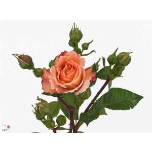 Rosa Tr Augusta Luise