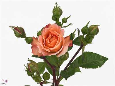Rosa Tr Augusta Luise