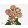 Rosa Tr Azore