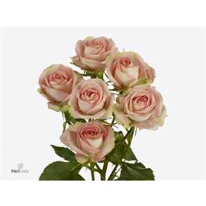 Rosa Tr Azore