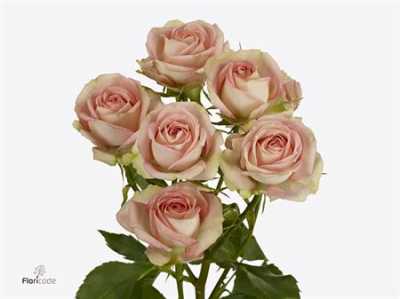 Rosa Tr Azore