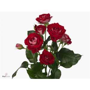 Rosa Tr B-bubbles
