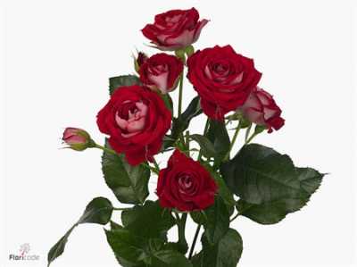 Rosa Tr B-bubbles
