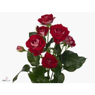 Rosa Tr B-bubbles
