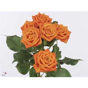 Rosa Tr Babe
