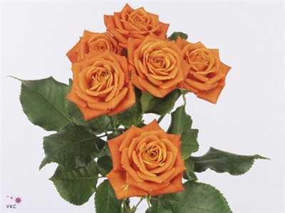 Rosa Tr Babe