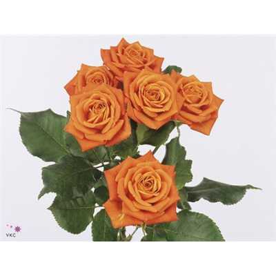 Rosa Tr Babe