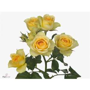 Rosa Tr Bandolero