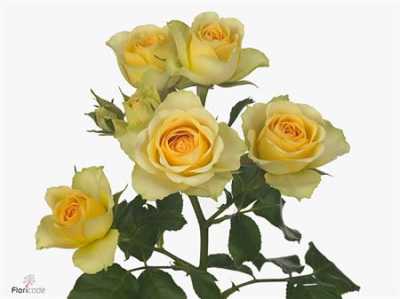Rosa Tr Bandolero