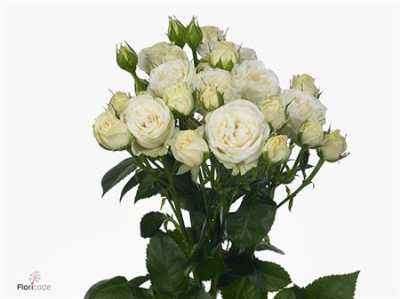 Rosa Tr Belarus