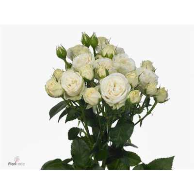 Rosa Tr Belarus