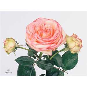 Rosa Tr Biedermeier